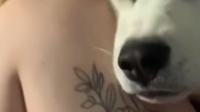 Funny Animals