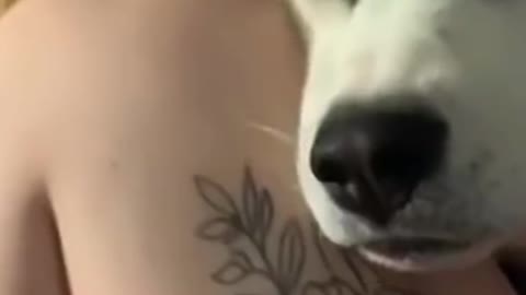 Funny Animals