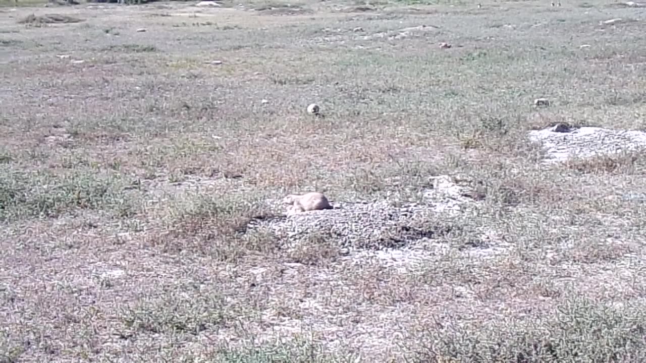 Prairie Dog Jump Yip