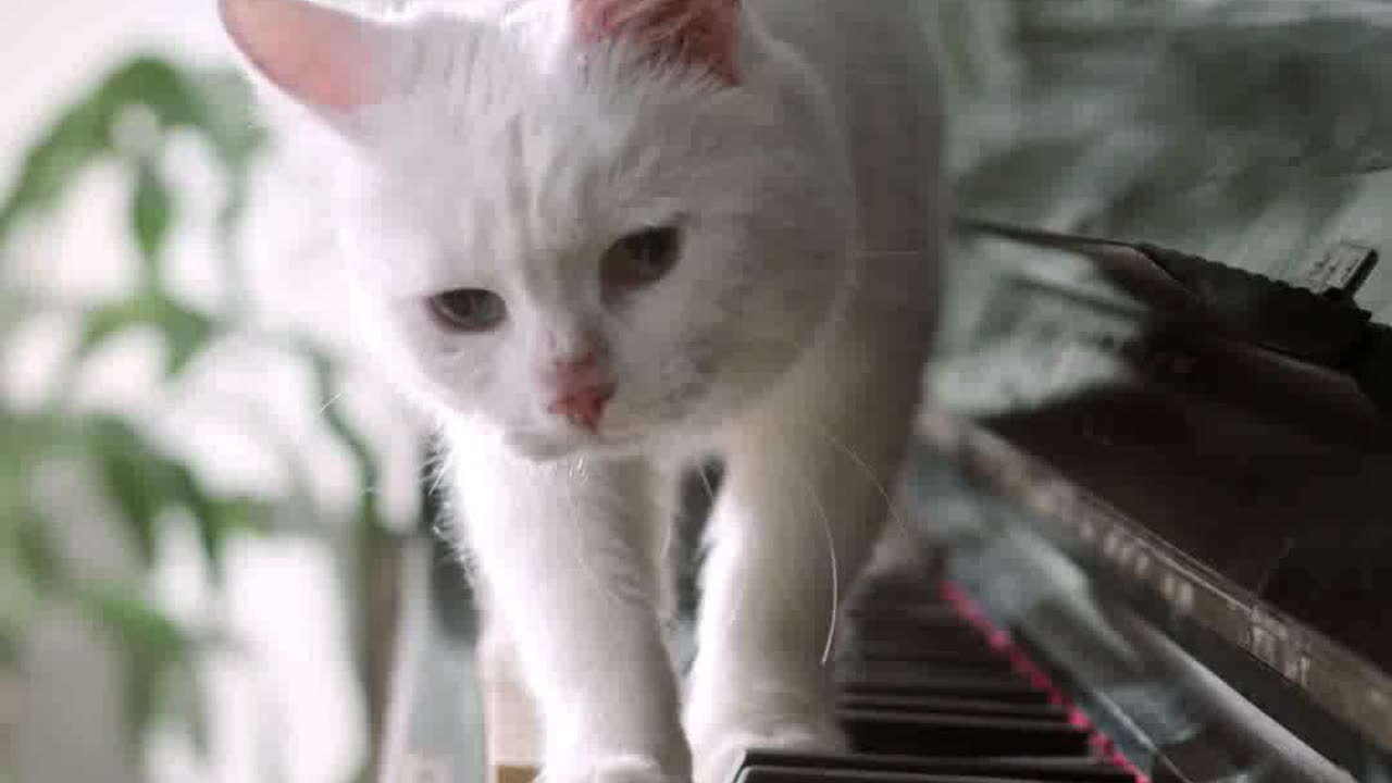 Cat playing the piano