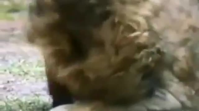 Lion chases down a hyena cub and proceeds to break its spine