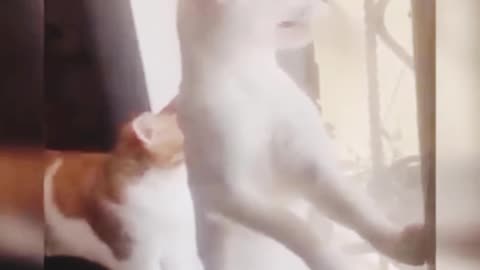 Funny cat