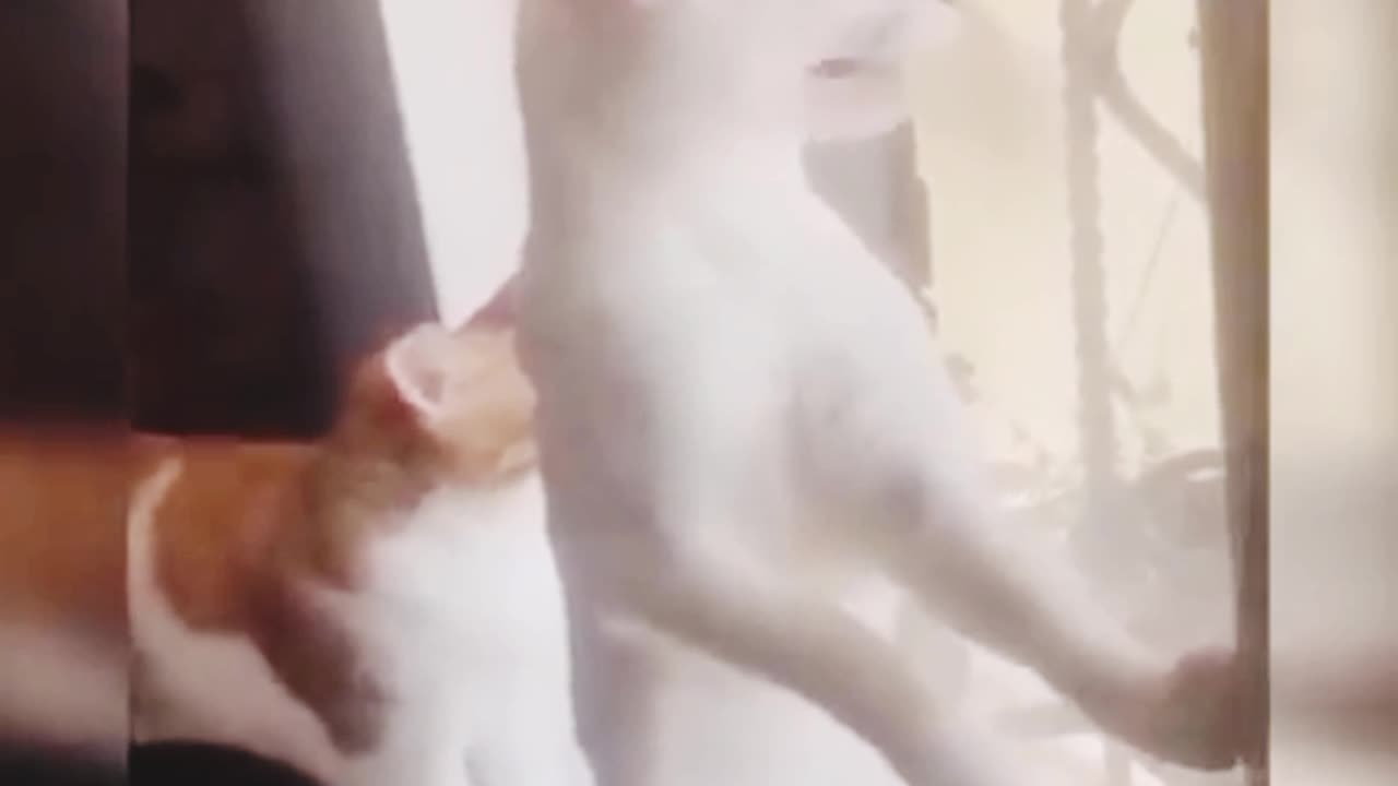 Funny cat