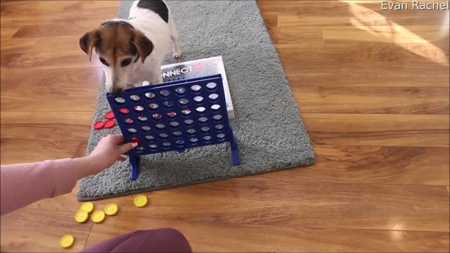 Jack Russell Learned to Play Connect 4