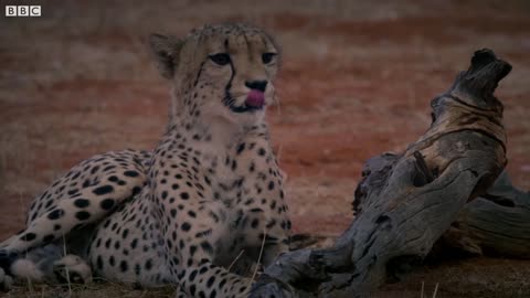 Three Playful Cheetahs, One Unlucky Cameraman | The Cheetah Family & Me | BBC Earth