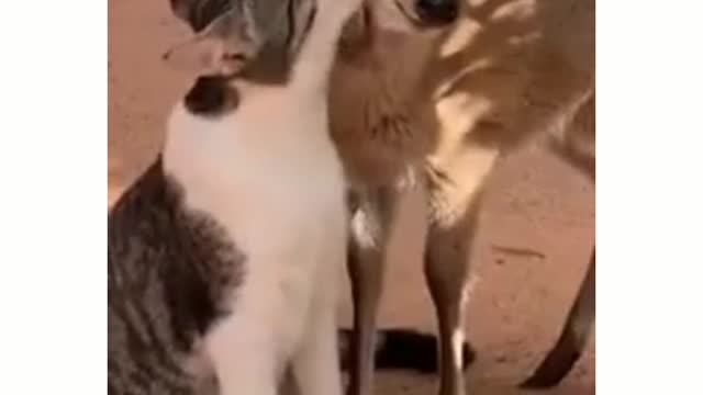 super affectionate cat 🦌 🐈