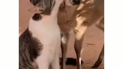 super affectionate cat 🦌 🐈