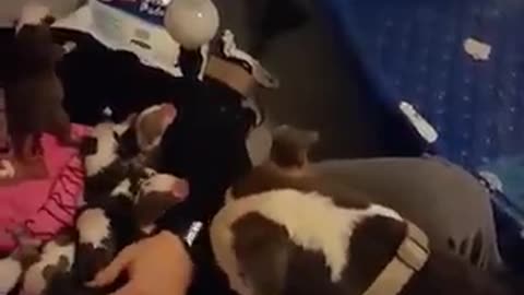 a lot of pitbulls