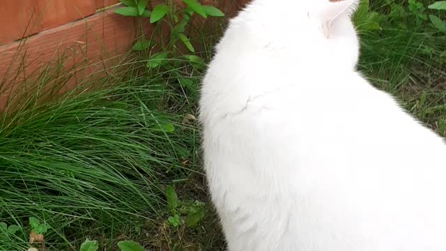 eating grass time