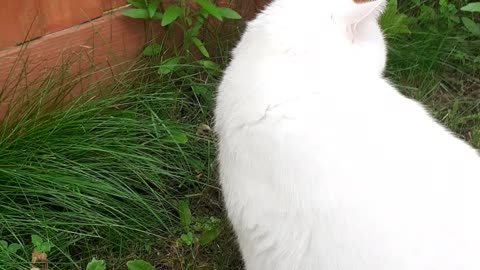 eating grass time