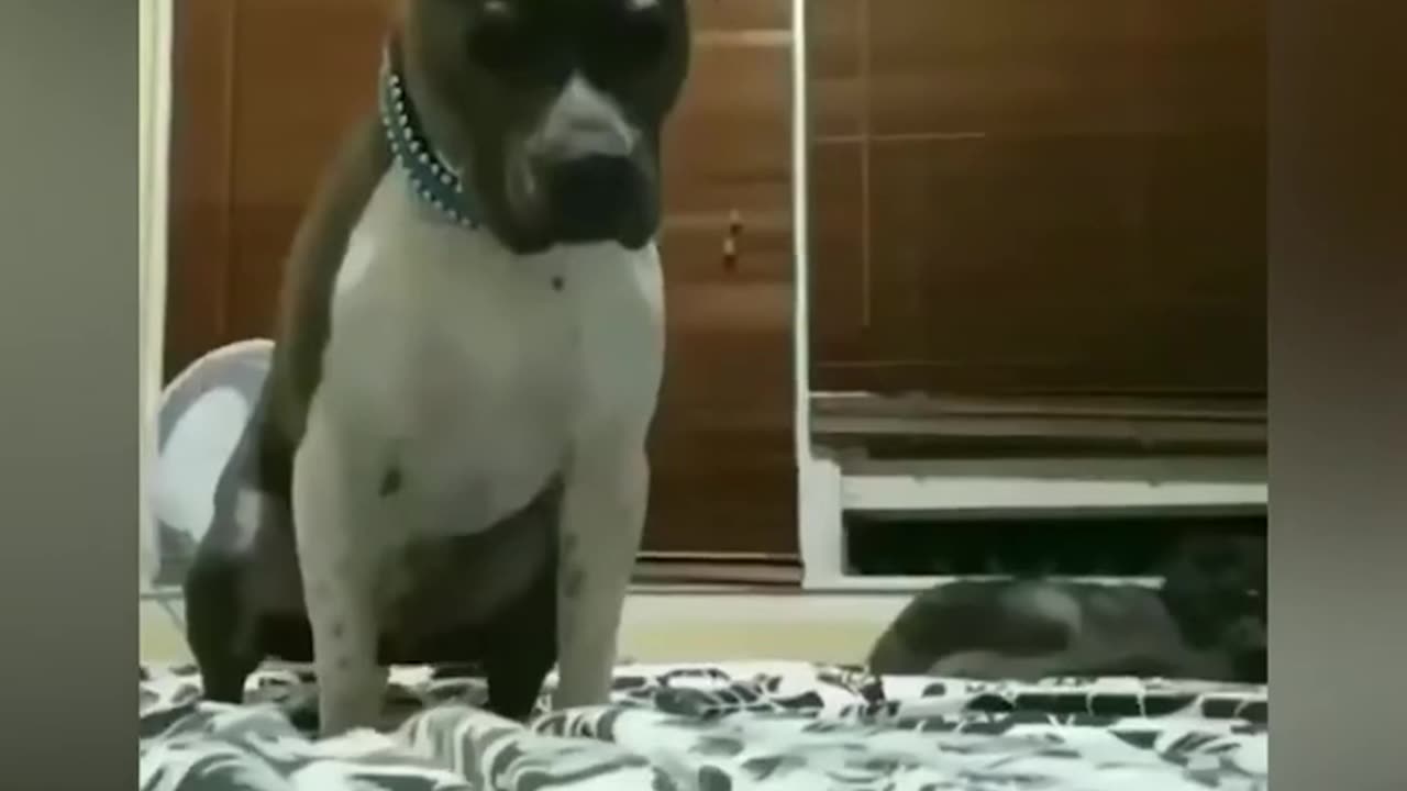 Funny animals videos - compilation 4