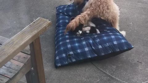 Dog Desperately Tries To Get Rid Of Cat Hogging His Bed