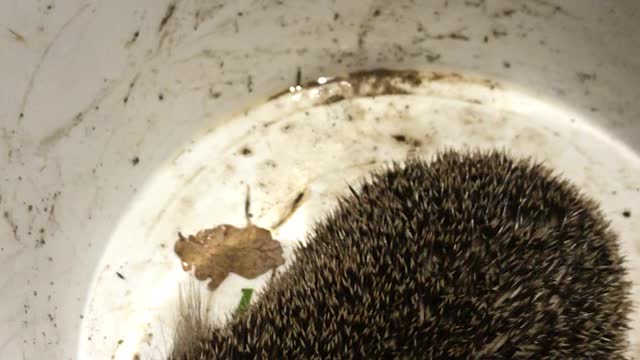 Rescue an hedgehog