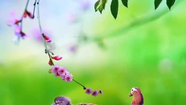 Birds amazing