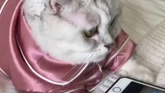 white cat use the phone in a smart way