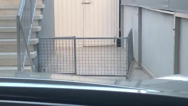 Girl in car honks horn and scares her black and white dog behind fence