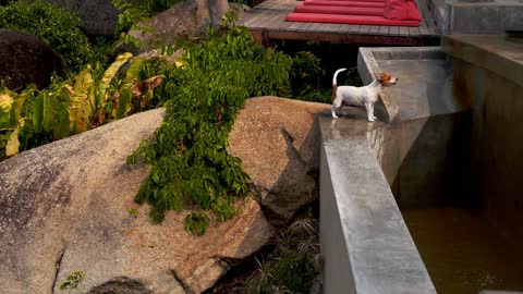 Dog playing with water
