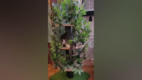 1 Hour of Funniest Cat Videos In The World