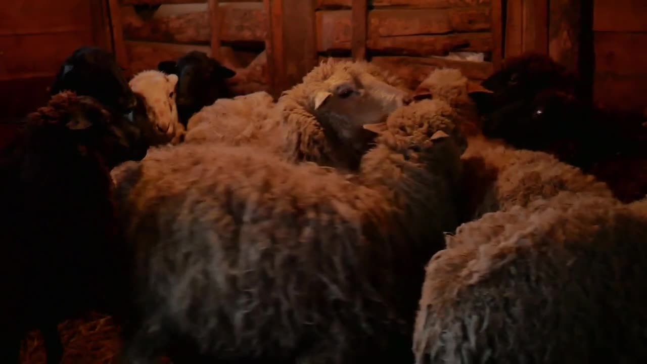 Goat farm. Goat family looking outside of the barn