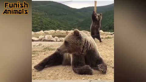 Cute little bear dancing behind