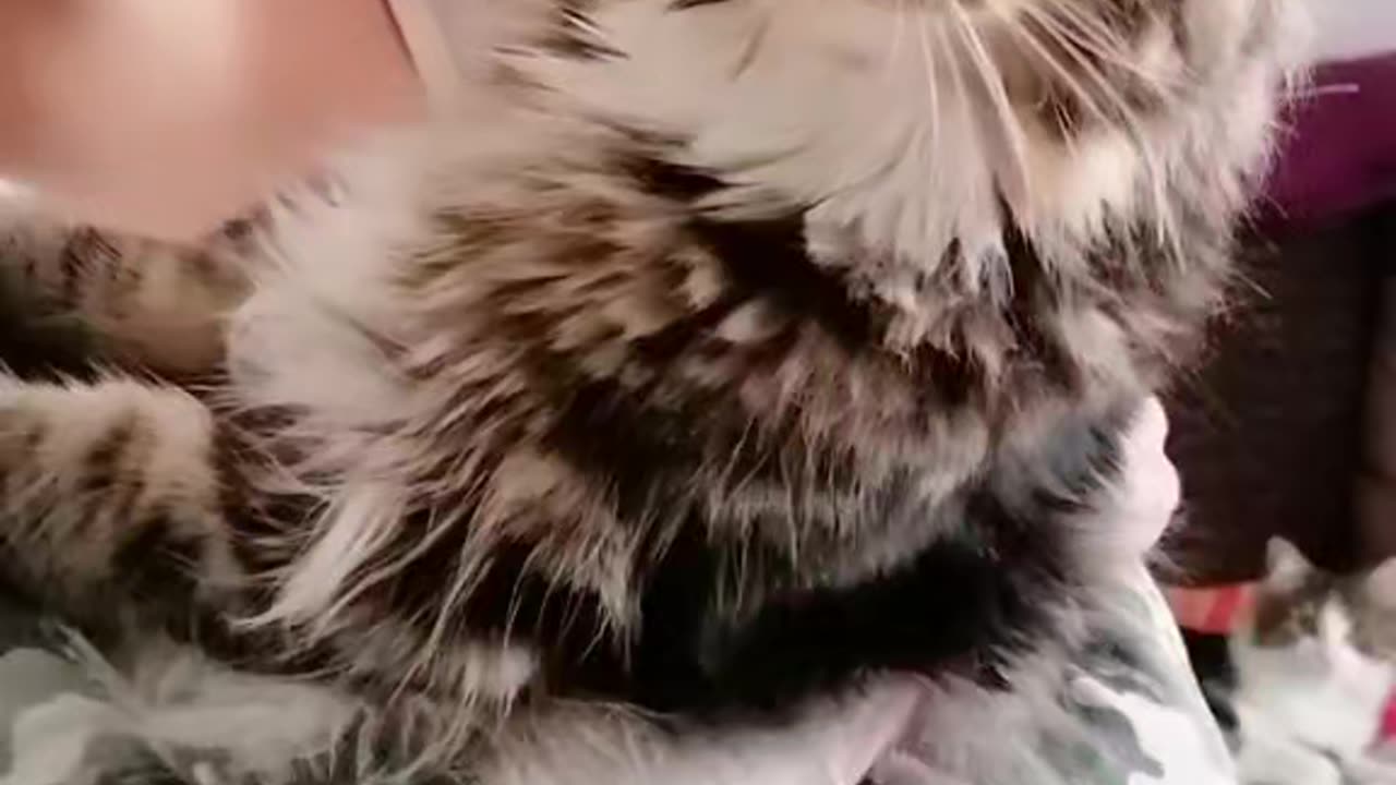 Just my cat