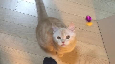 A cat playing with my dad.