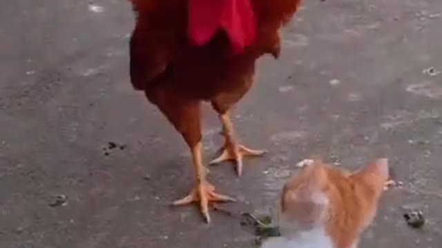 Cat Funny video #Fight #2021#video## Shorts