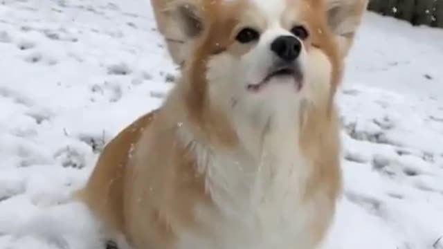 Nothing Like Feeling The Snow In Your Fur.