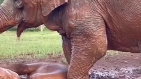 Do you love elephants
