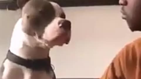 Funny and Cutes Dog Video_#Shorts