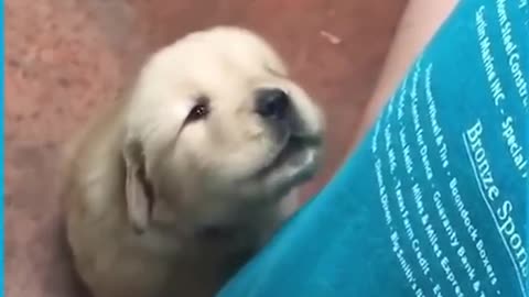 Cute puppy howling for first time