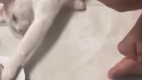 funny cat, be careful not to laugh
