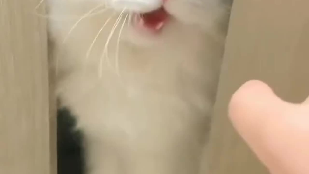 Cat talking