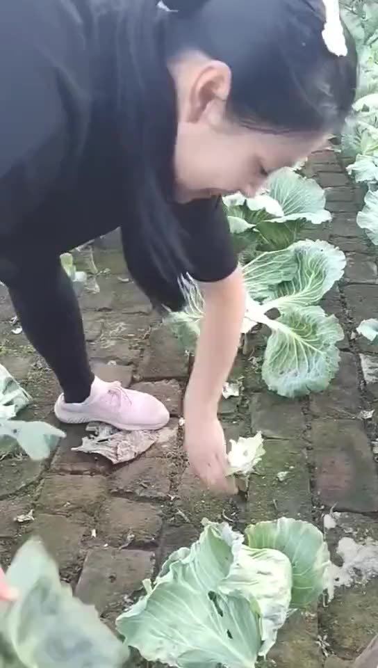 Agriculture in china very simple