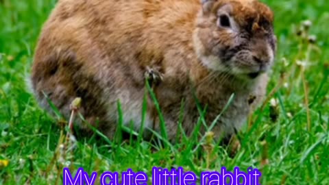 My favourite cute rabbit