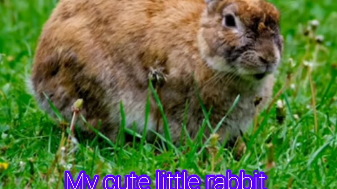 My favourite cute rabbit
