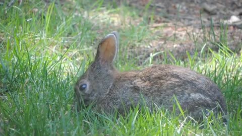 Cute rabbits>