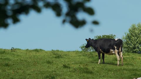 Beautiful cow staring in the distance thinking