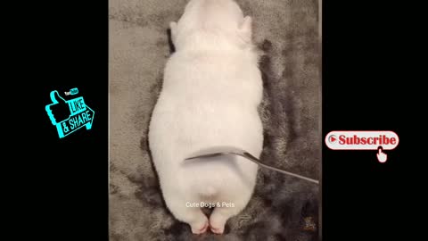 Cute Dogs 🐶 Funny Dogs | The most crazy and funniest dogs #dogs