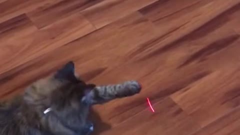 Cat Vs Laser Pointer 🐈 😂 - Funny Animal Reaction Videos #shorts