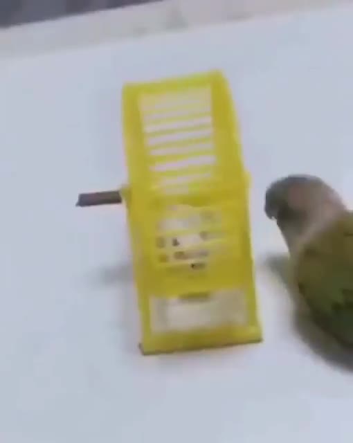 Papagal and mouse