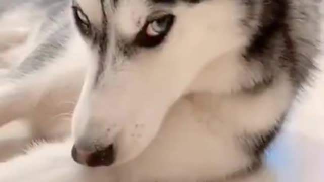 cute animals