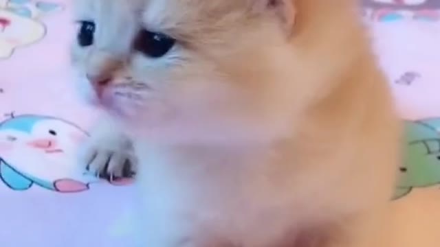 Singing Cat!