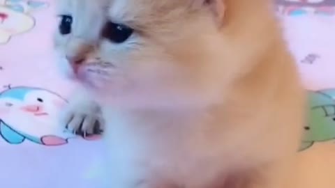 Singing Cat!