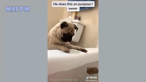 funny dog video part 1