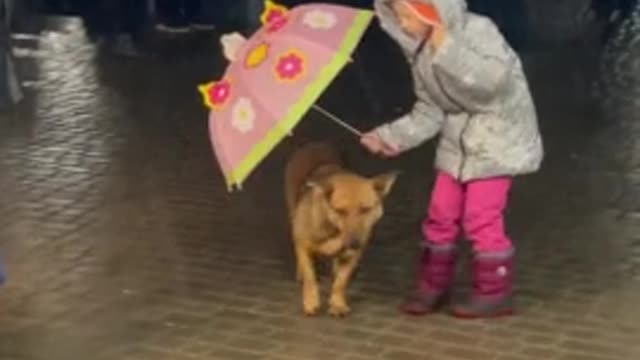 A little girl holds an umbrella over a stray dog ​​in the rain