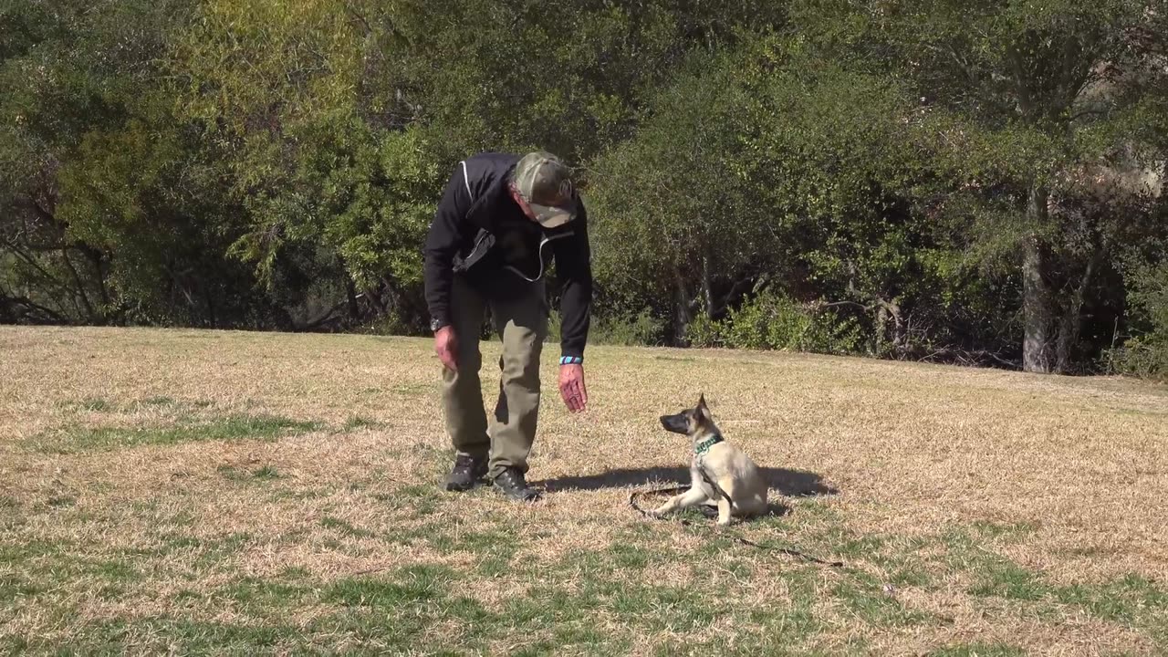 First Things to Teach Your MALINOIS Puppy