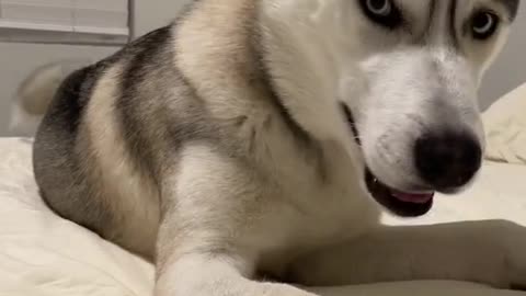 Husky made a conversation