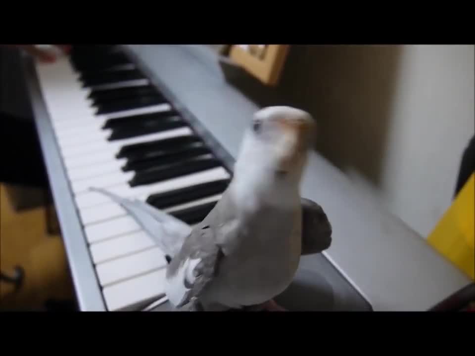 Cocktail bird singing with piano is amazing