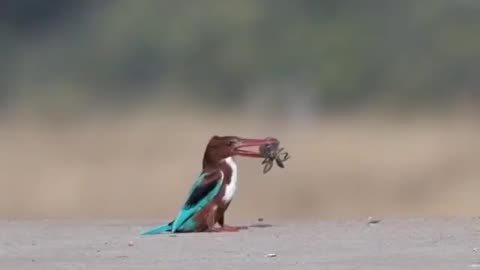 Wildlife in Close view with different perspective.